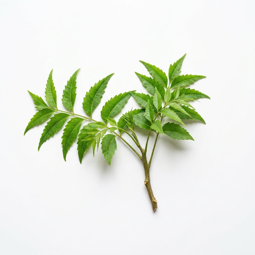 Neem
